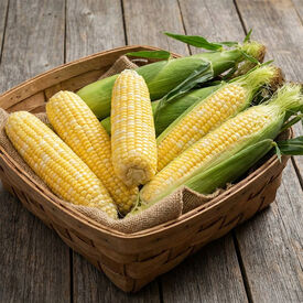 Sweet G90, (F1) Corn Seed